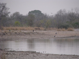 05 Lionne Quittant Le Point D Eau